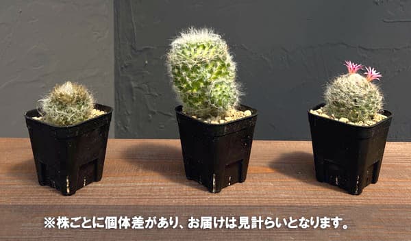 マミラリア:ボカサナ 2.5号鉢植え