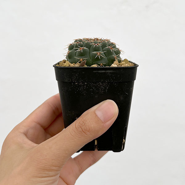 サボテン：ギムノカリキウム　鳳頭（ホウトウ）　　2.5号鉢植え