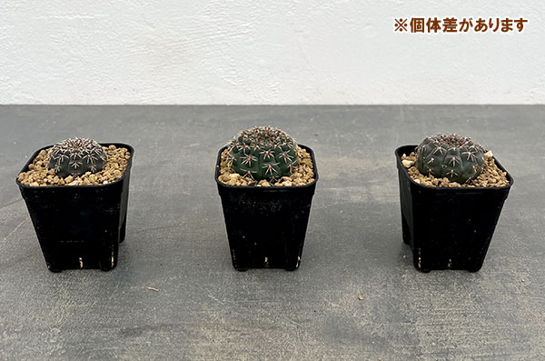 サボテン：ギムノカリキウム　鳳頭（ホウトウ）　　2.5号鉢植え