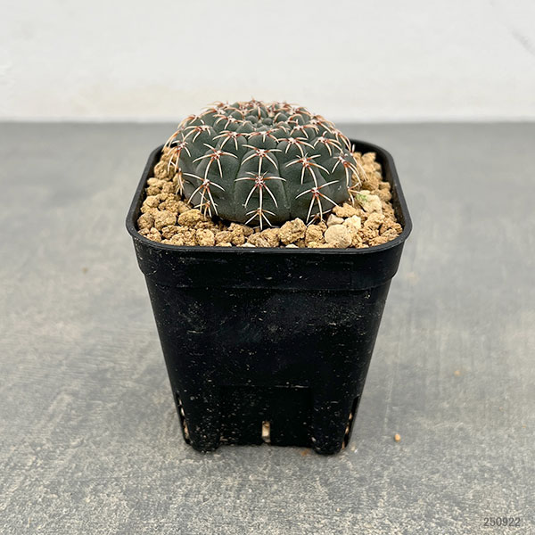 サボテン:ギムノカリキウム 鳳頭(ホウトウ) 2.5号鉢植え