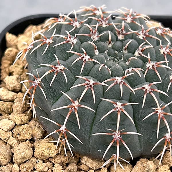 サボテン:ギムノカリキウム 鳳頭(ホウトウ) 2.5号鉢植え