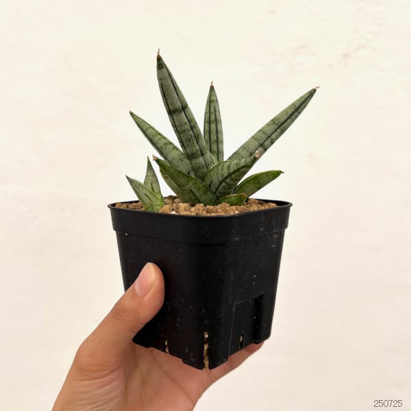 サンセベリア：ファットボーイ　3号鉢植え