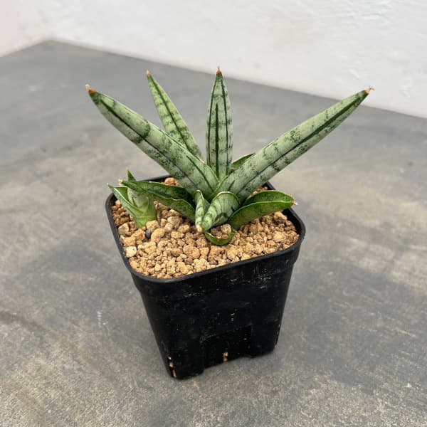 サンセベリア：ファットボーイ　3号鉢植え