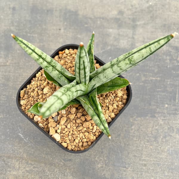 サンセベリア：ファットボーイ　3号鉢植え