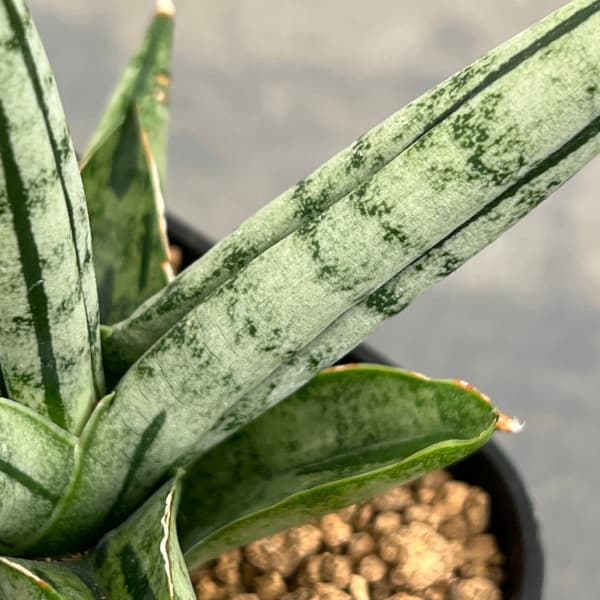 サンセベリア：ファットボーイ　3号鉢植え