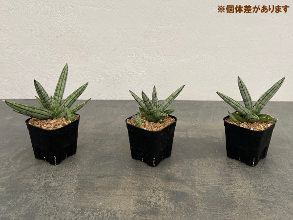 サンセベリア：ファットボーイ　3号鉢植え