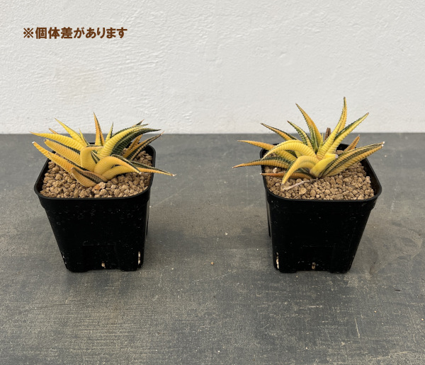 ハオルチア:瑠璃殿錦(リミフォリア斑入) 3号スクエア鉢