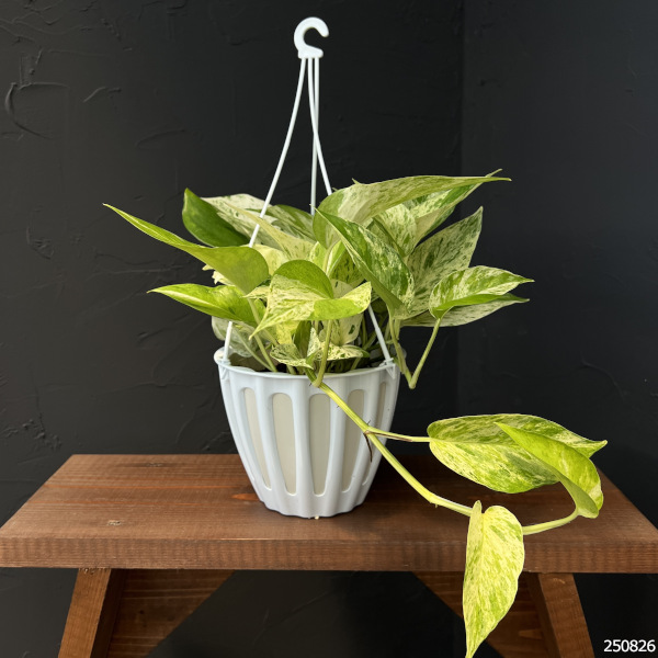 ポトス：テルノキャスト 5号吊り鉢 の通販 | 園芸ネット