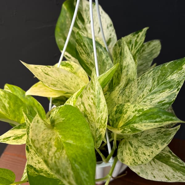 園芸ネット本店｜ポトス：テルノキャスト 5号吊り鉢 の通販【公式】