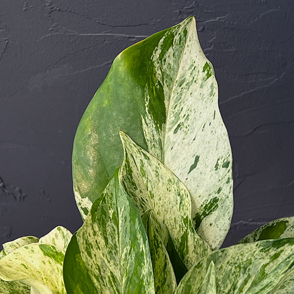 園芸ネット本店｜ポトス：テルノキャスト 5号吊り鉢 の通販【公式】