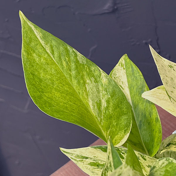 園芸ネット本店｜ポトス：テルノキャスト 5号吊り鉢 の通販【公式】