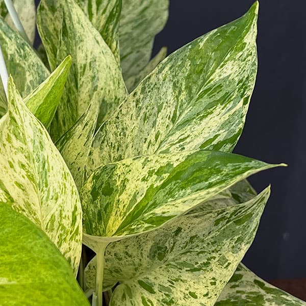 園芸ネット本店｜ポトス：テルノキャスト 5号吊り鉢 の通販【公式】