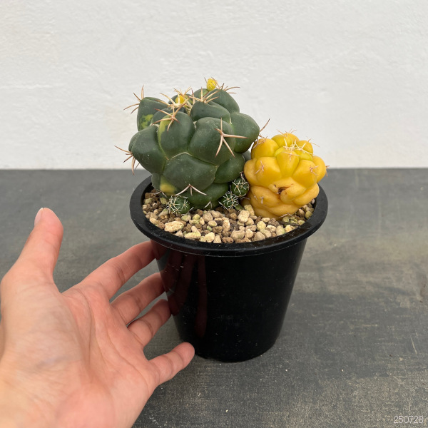 サボテン：象牙丸錦　4号鉢植え