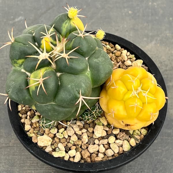 サボテン：象牙丸錦　4号鉢植え