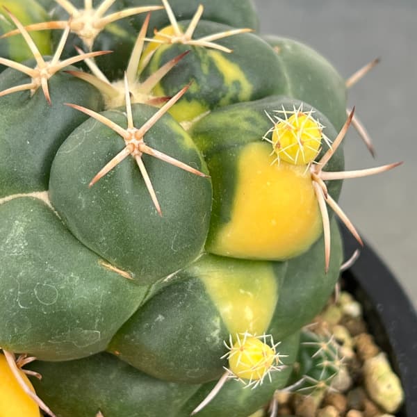 サボテン：象牙丸錦　4号鉢植え