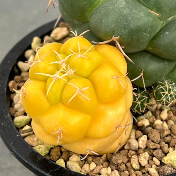 サボテン：象牙丸錦　4号鉢植え