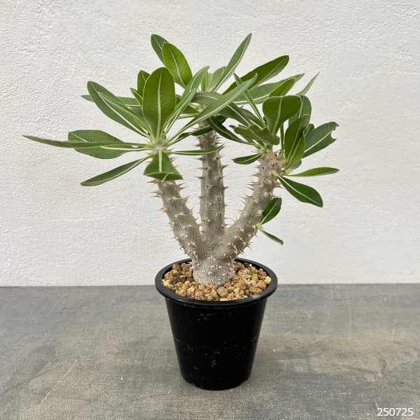 パキポディウム:デンシフローラム 4号鉢植え*