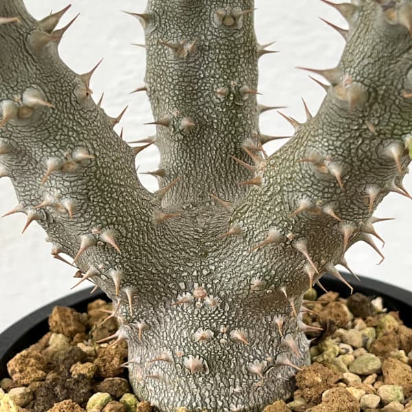 パキポディウム:デンシフローラム 4号鉢植え*