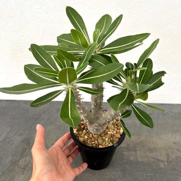 パキポディウム:デンシフローラム 4号鉢植え*