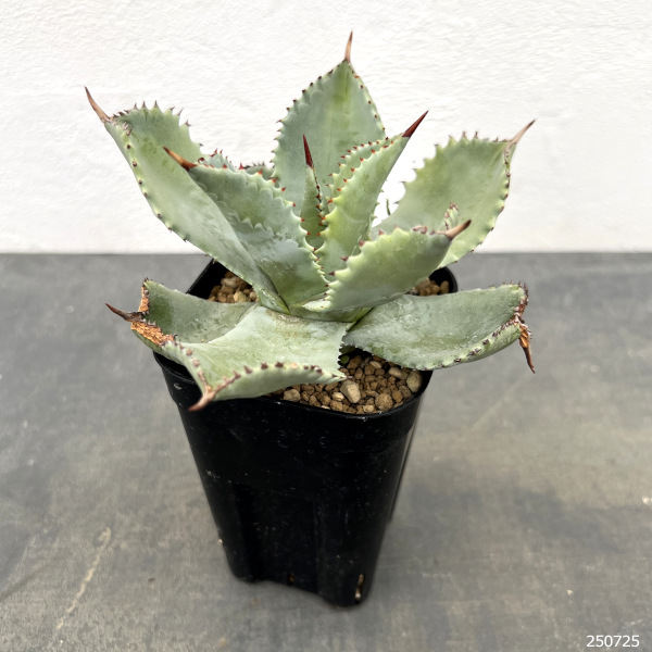 アガベ：イシスメンシス 密葉　3号鉢植え