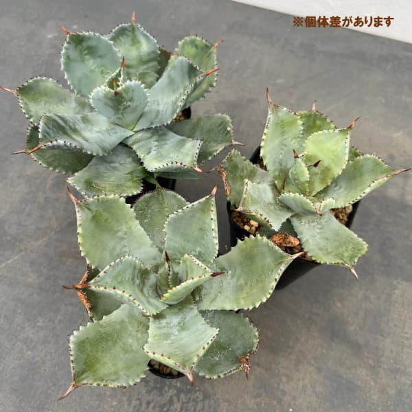 アガベ：イシスメンシス 密葉　3号鉢植え