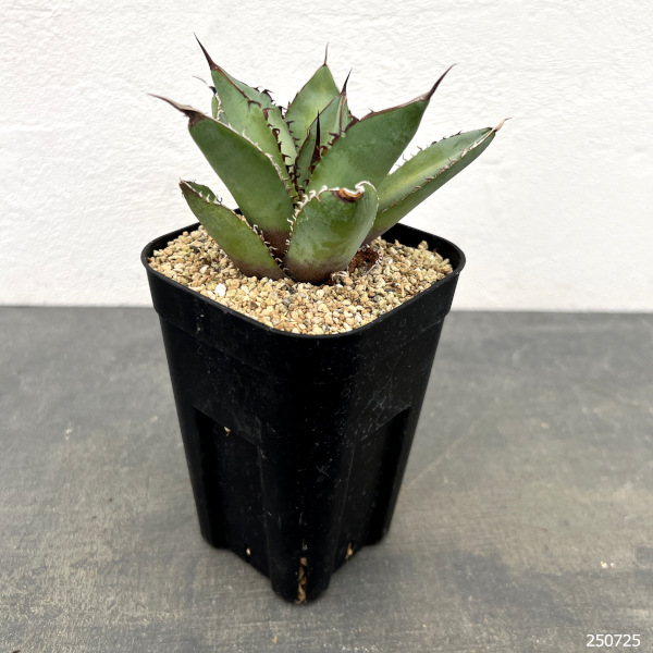 アガベ:チタノタ シャークソード 3号鉢植え
