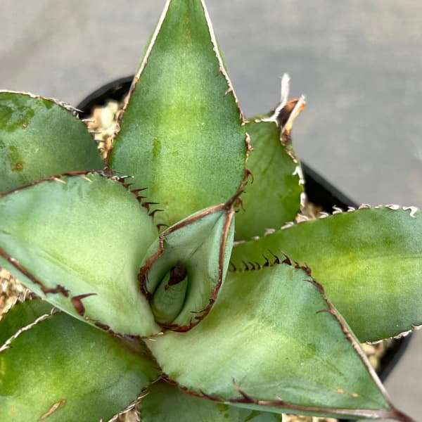 アガベ:チタノタ シャークソード 3号鉢植え