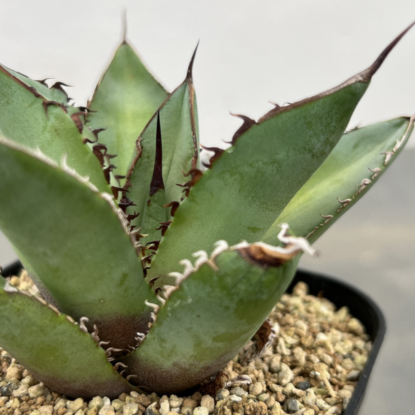 アガベ:チタノタ シャークソード 3号鉢植え
