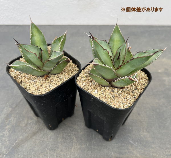 アガベ:チタノタ シャークソード 3号鉢植え