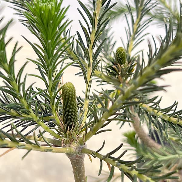 バンクシア：リトルエリック　5号鉢植え