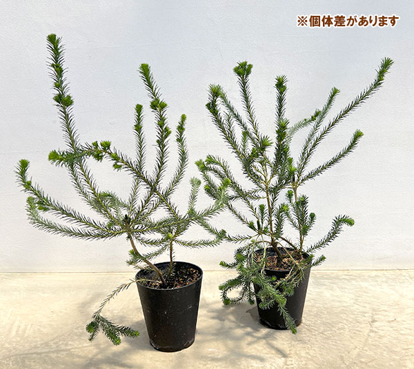 バンクシア：リトルエリック　5号鉢植え