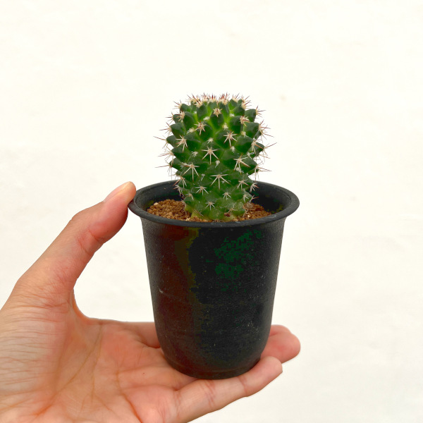 マミラリア:エイクラミー アウレア 2.5号鉢植え