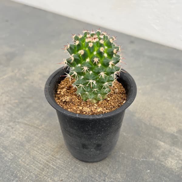 マミラリア:エイクラミー アウレア 2.5号鉢植え