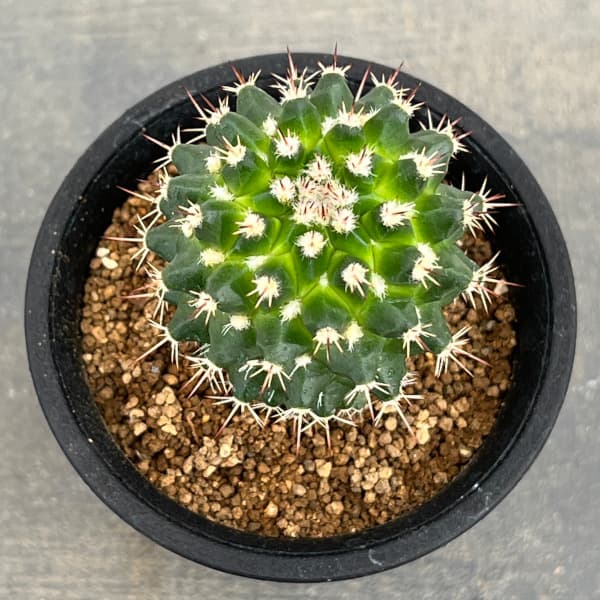 マミラリア:エイクラミー アウレア 2.5号鉢植え