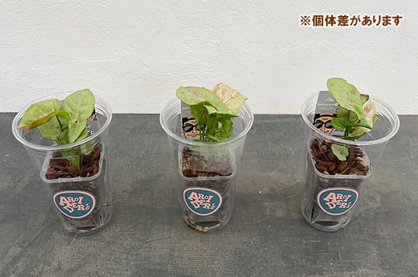 シンゴニウム:コンフェティダズルカラー 2.5号プラコレ(プラカップ入り)
