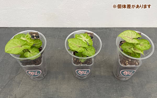 シンゴニウム:ゴールドアリュージョン 2.5号プラコレ(プラバチ入り)