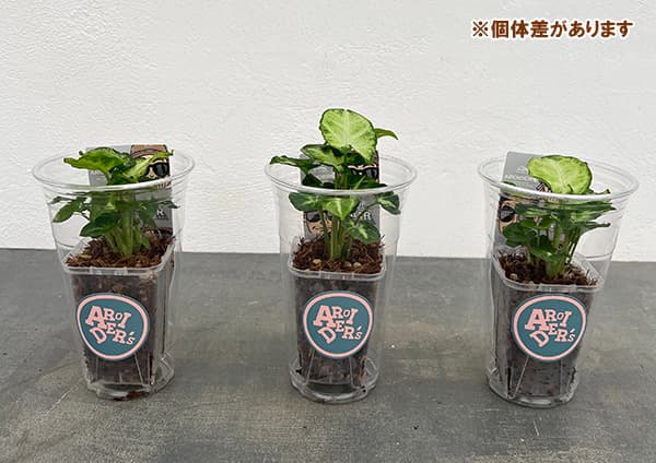 シンゴニウム:ピクシー 2.5号プラコレ(プラカップ入り)