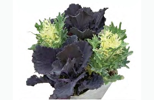 [25年11月中下旬予約]ハボタン：ブラックリーフジャック4本植え3号ポット