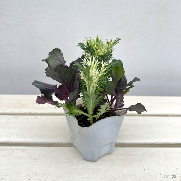 ハボタン：ブラックリーフジャック4本植え3号ポット