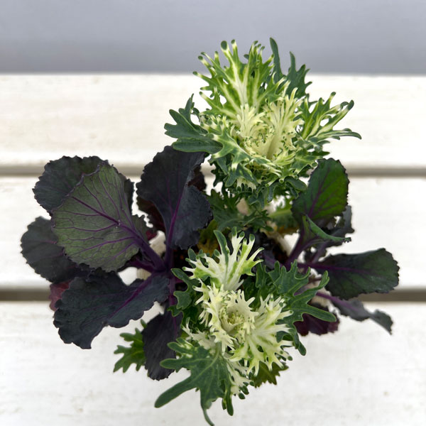 ハボタン：ブラックリーフジャック4本植え3号ポット