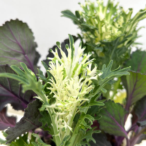 ハボタン：ブラックリーフジャック4本植え3号ポット