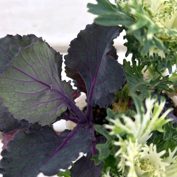 ハボタン：ブラックリーフジャック4本植え3号ポット