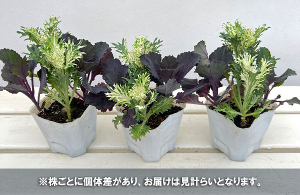 ハボタン：ブラックリーフジャック4本植え3号ポット