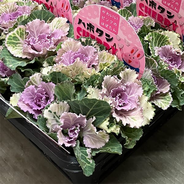[25年11月中下旬予約]ハボタン：チェリーブロッサム4本植え3号ポット