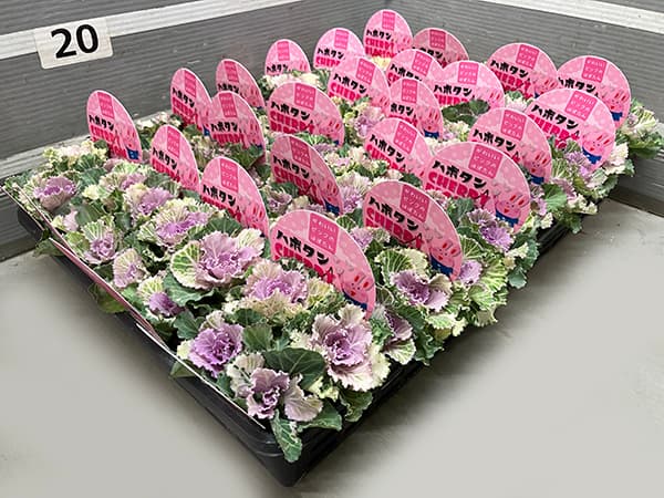 [25年11月中下旬予約]ハボタン：チェリーブロッサム4本植え3号ポット