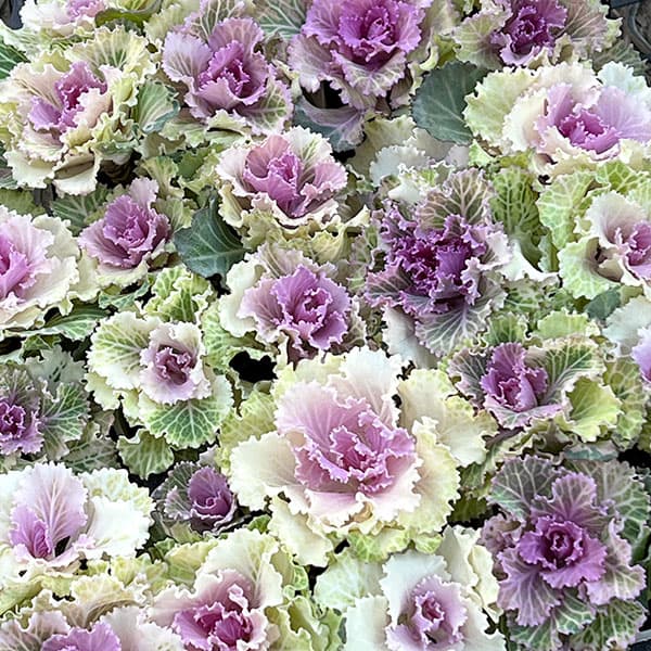 園芸ネット本店｜ハボタン：チェリーブロッサム4本植え3号ポット の