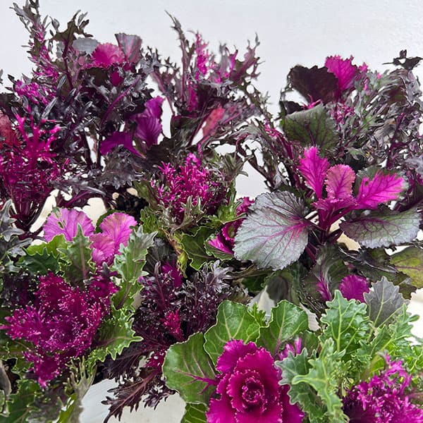 ハボタン:光子(ミツコ)バラエティ4本植え3号ポット