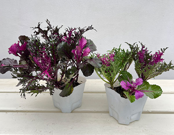 ハボタン:光子(ミツコ)バラエティ4本植え3号ポット