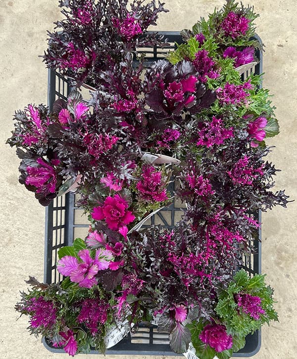 ハボタン:光子(ミツコ)バラエティ4本植え3号ポット