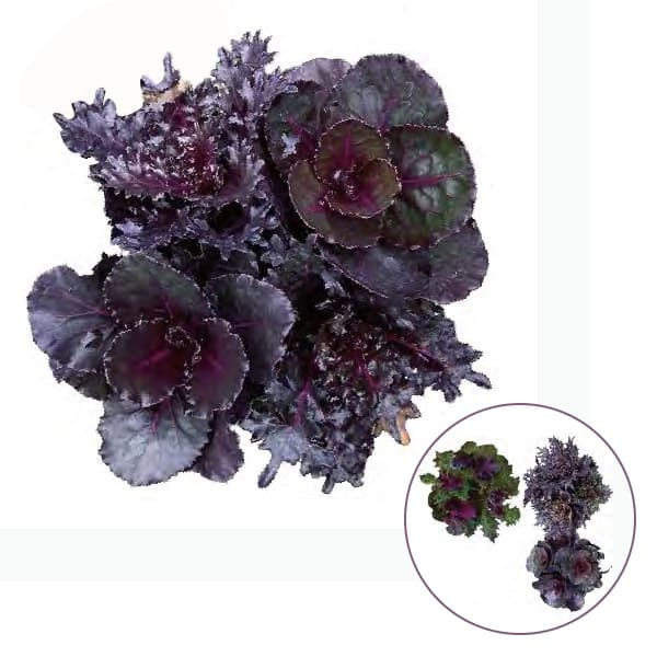 ハボタン:光子(ミツコ)バラエティ4本植え3号ポット